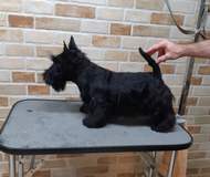 Scottish terrier male, 5 montsh old